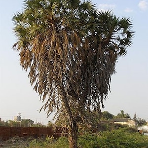 Hyphaene dichotoma - Grown in a 3 Gallon Pot