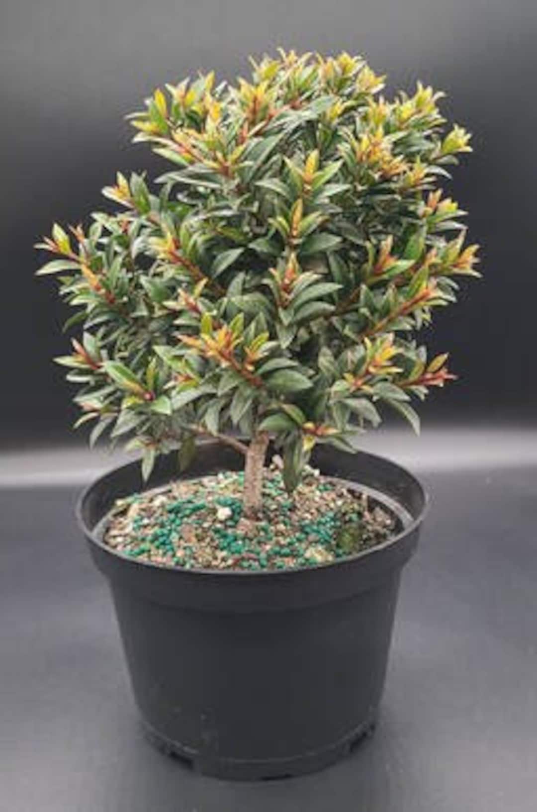 Eugenia Globulus Bonsai Start Grown in an 8 Pot Etsy