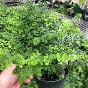 Adiantum raddianum Fritz Luthii Delta Maidenhair Fern 4" Pot