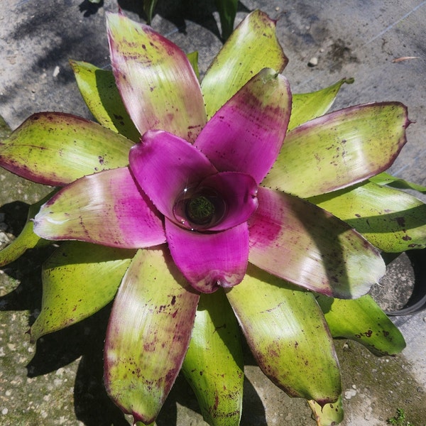 Bromeliad Neoregelia Concentrica