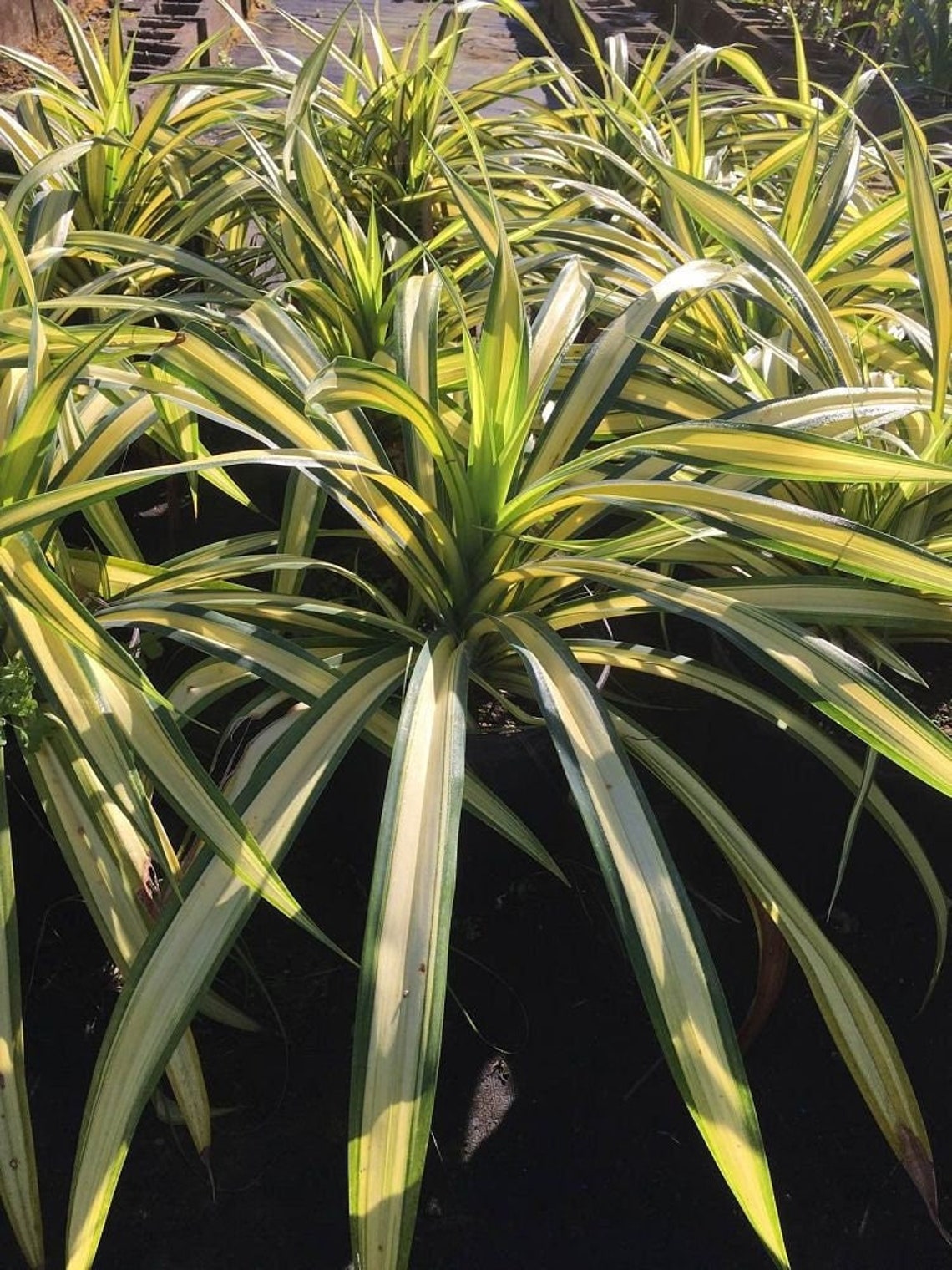 Pandanus Baptistii Aureus Variegated Dwarf Pandanus Etsy