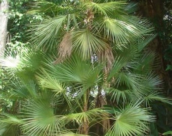 Acoelorrhaphe wrightii -  Everglades Palm - Paurotis Palm Grown in a 3 Gallon
