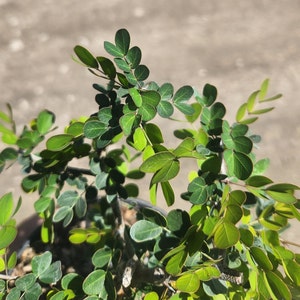 Haematoxylin campechianum - Campeche -  Bonsai Start / Pre Bonsai - Live Plant