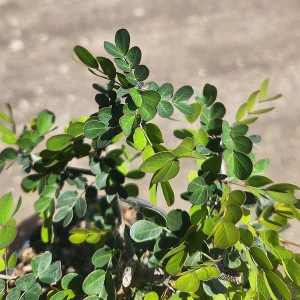 Campeche - Haematoxylin campechianum - Bonsai Start / Pre Bonsai Grown in a 6" Pot