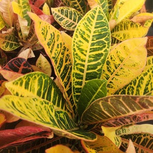 Codiaeum variegatum - Croton Petra - Live Plant