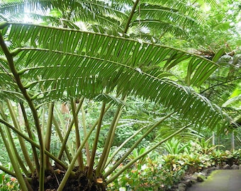 Angiopteris evecta - Giant Tree Fern - Grown in a 3 Gallon Pot