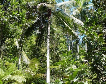 Dypsis leptocheilos Redneck Palm - Grown in a 3 Gallon Pot