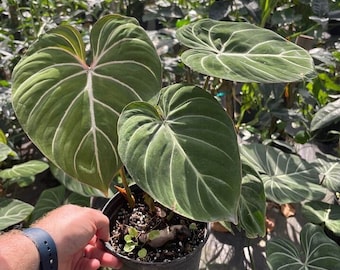 Philodendron gloriosum Grown in a 6" Pot