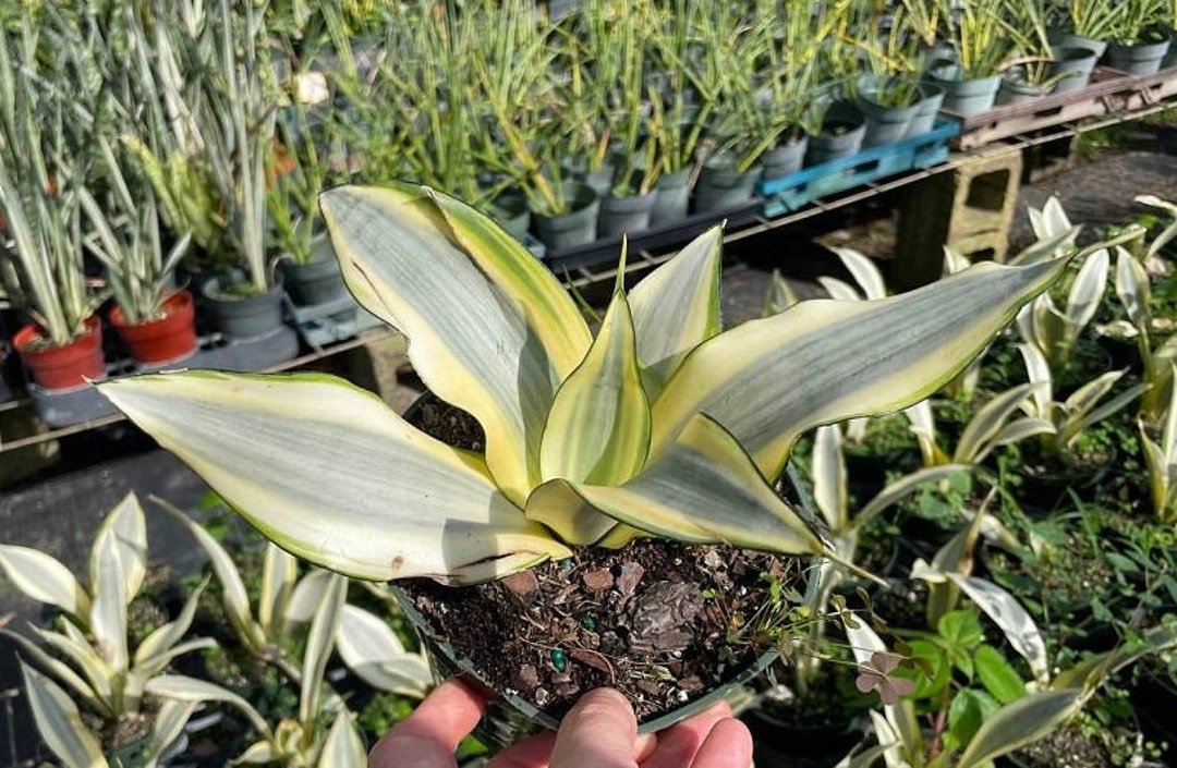 RARE Sansevieria Ghost Snake Plant Mother in Law's Etsy