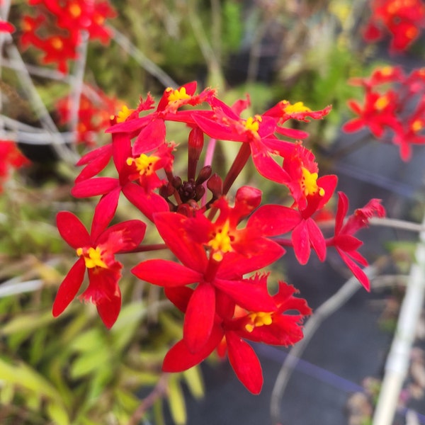Epidendrum radicans - Red