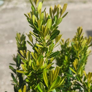 Tai Boxwood Buxus harlandii Bonsai Start / Pre Bonsai Grown in a 6 Pot image 4