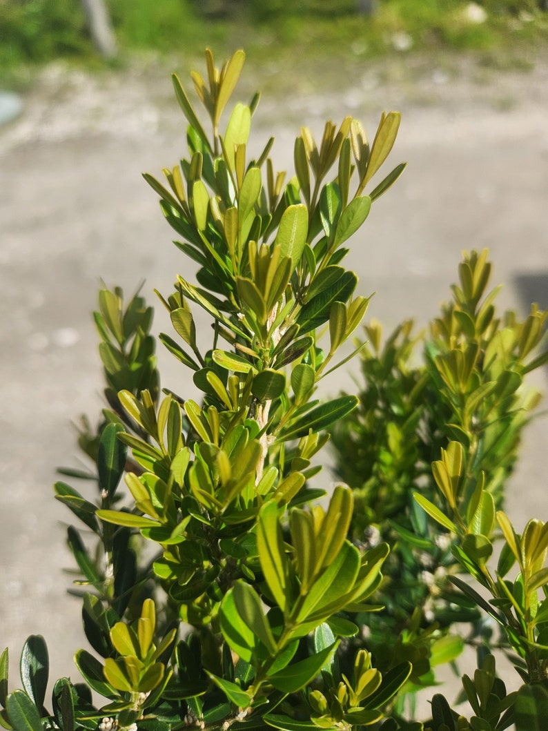 Tai Boxwood Buxus harlandii Bonsai Start / Pre Bonsai Grown in a 6 Pot image 4