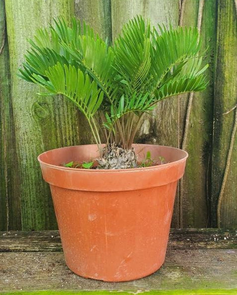 Coontie Palm Zamia Pumila Atala Butterfly Florida Native Cycad Bild 2