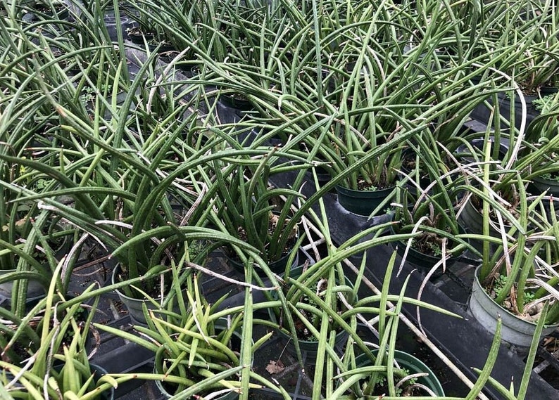 Sansevieria canaliculata Snake Plant Mother in Law's Tongue Bowstring hemp image 1