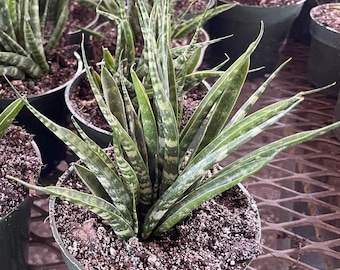 Sansevieria Mikado -  Snake Plant - Mother in Law's Tongue - Bowstring hemp