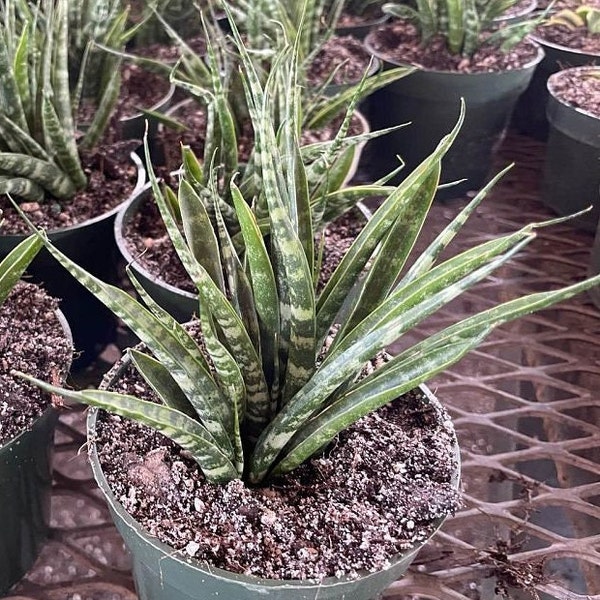 Sansevieria Mikado -  Snake Plant - Mother in Law's Tongue - Bowstring hemp