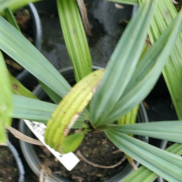 Sabal antillensis Grown in a 1 Gallon Pot