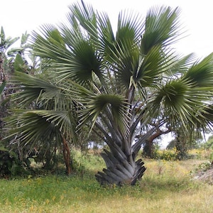 Borassus aethiopum -  African Palmyra Palm - Grown in a 7 Gallon Pot