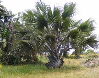 Borassus aethiopum -  African Palmyra Palm - Grown in a 7 Gallon Pot