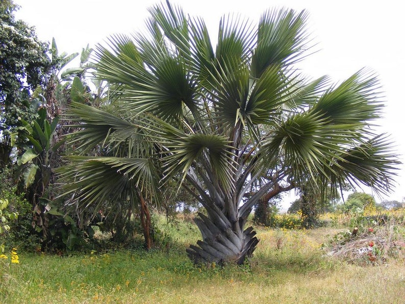 Borassus aethiopum African Palmyra Palm Grown in a 7 Gallon Pot image 1