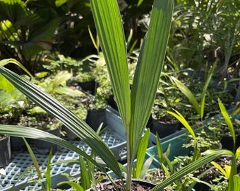 Allagoptera arenaria - Seashore Palm -Grown in a 4.5 Quart Pot