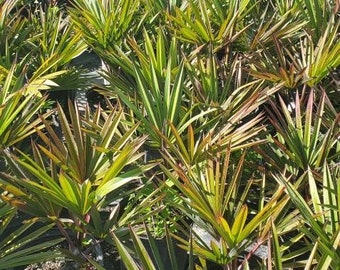 CLEARANCE Latania lontaroides -  Red Latan Palm - Grown in a 3 Gallon Pot