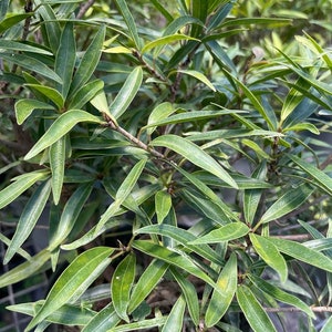 Ficus salicaria Grown in a 6" Pot