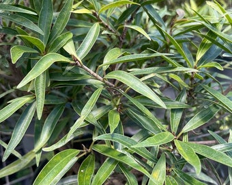 Ficus salicaria Grown in a 6" Pot