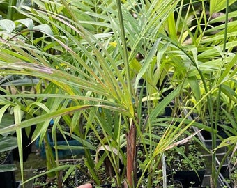 Dypsis albofarinosa (White Powder Palm) Grown in a 6" Tube