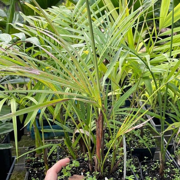 Dypsis albofarinosa (White Powder Palm) Grown in a 6" Tube