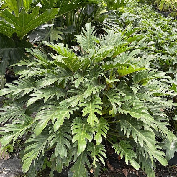 Philodendron Deja Vu Grown in a 7 Gallon Pot