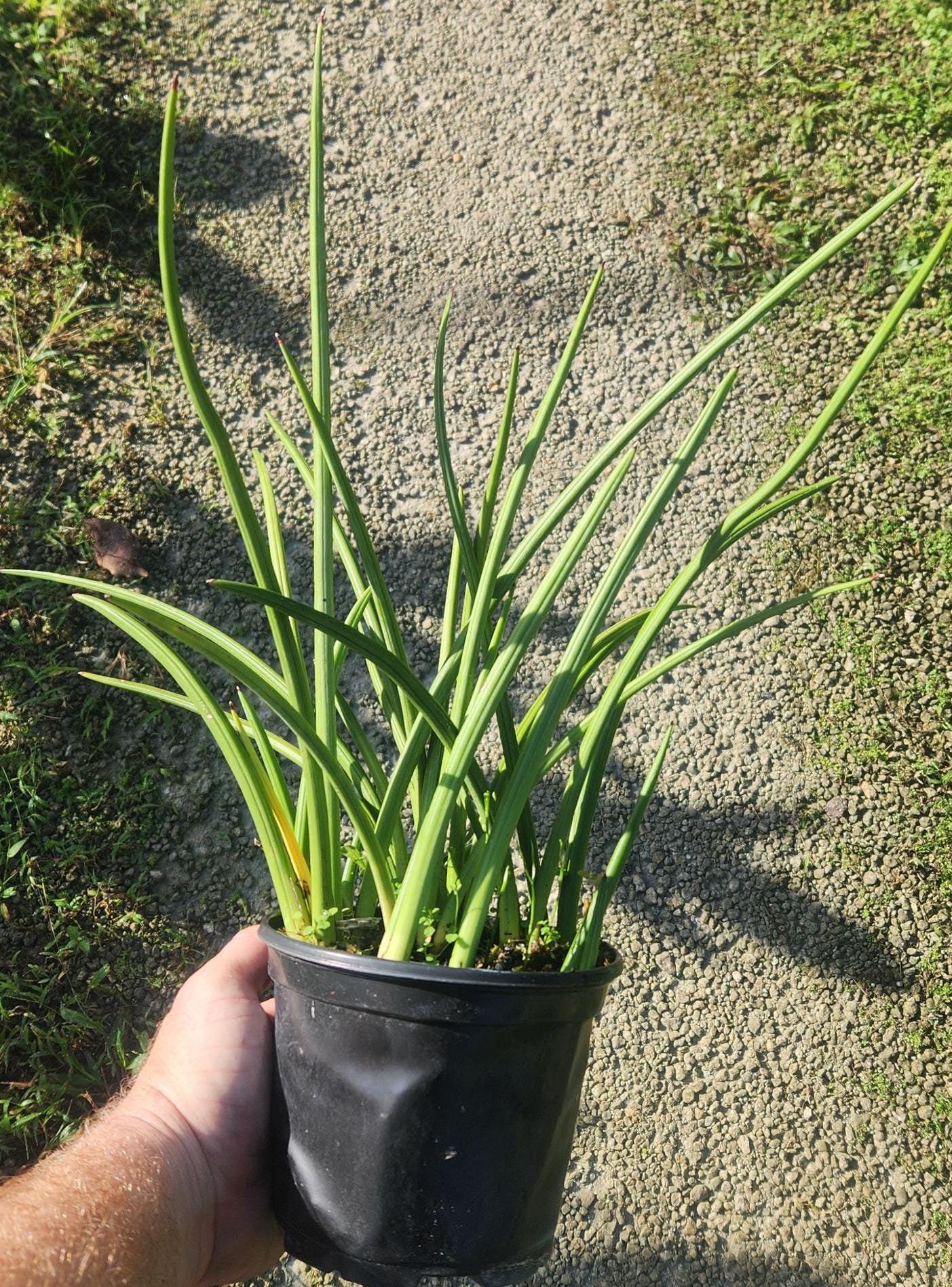 Sansevieria canaliculata - Snake Plant - Mother in Law's Tongue - Bowstring hemp - Live Plant