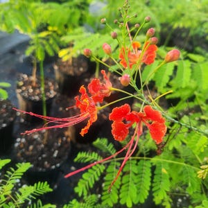 Royal poinciana - Delonix regia - Live Plant
