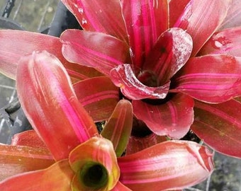 Neoregelia Zoe - Striped Fireball = Bromeliad