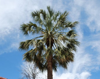 Sabal uresana - Sonoran Palmetto - Grown in a 3 Gallon Pot