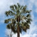 see more listings in the Palms / Coconuts / Cycad section