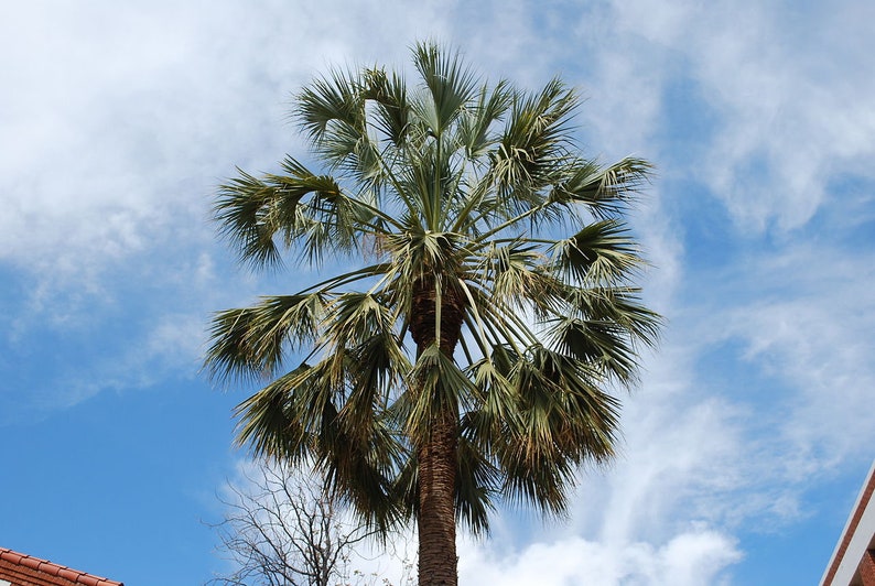 Sabal uresana Sonoran Palmetto Grown in a 3 Gallon Pot image 1