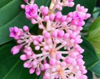 Medinilla myriantha