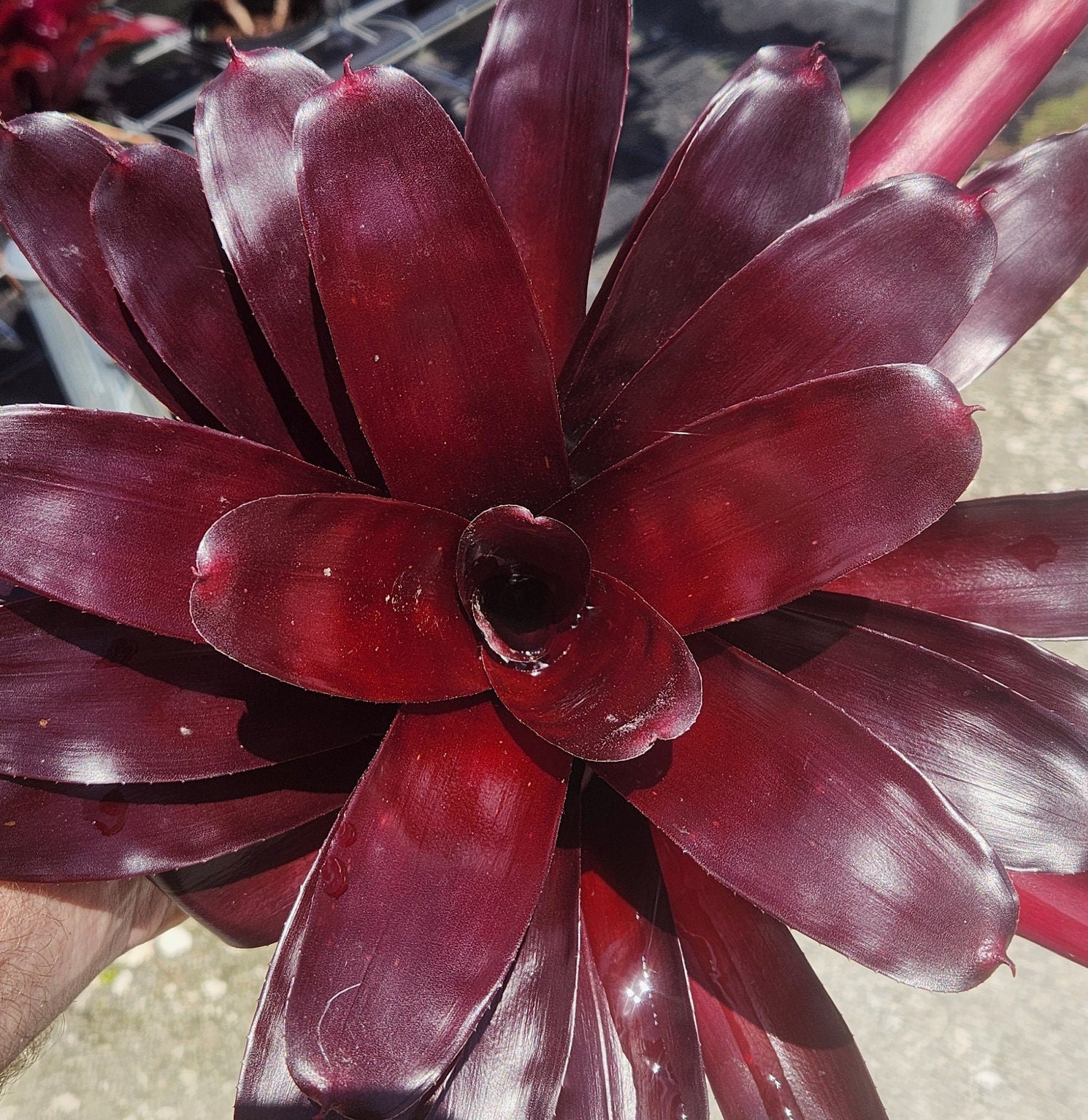 Bromeliad Neoregelia Elwood (P.) - Live Plant