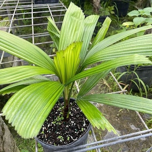 Licuala lauterbachii Grown in a 1 Gallon Pot