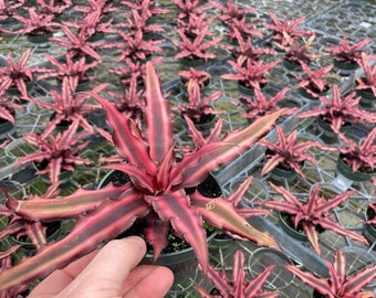 Cryptanthus - Earth Star Bromeliad Grown in a 4" Pot