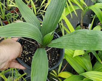 Cryosophila stauracantha Palm Grown in a 1 Gallon Pot