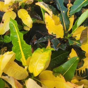 Codiaeum variegatum - Croton Mango - Live Plant
