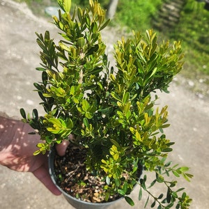 Tai Boxwood Buxus harlandii Bonsai Start / Pre Bonsai Grown in a 6 Pot image 3
