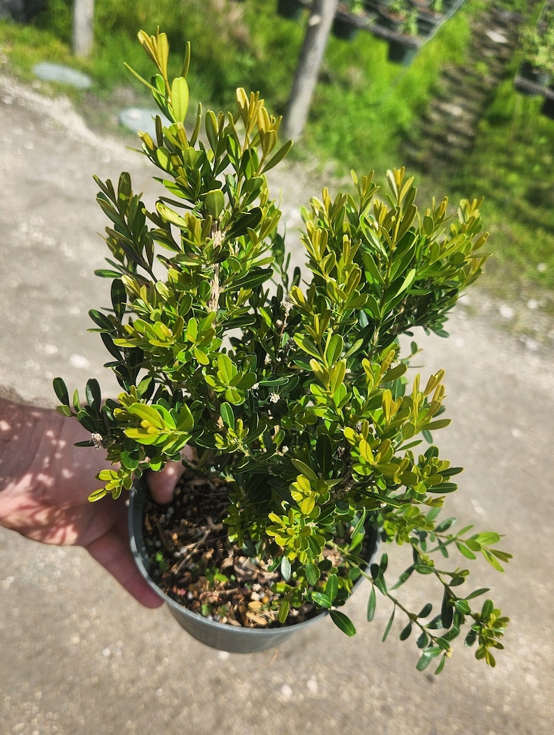 Tai Boxwood Buxus harlandii Bonsai Start / Pre Bonsai Grown in a 6 Pot image 3