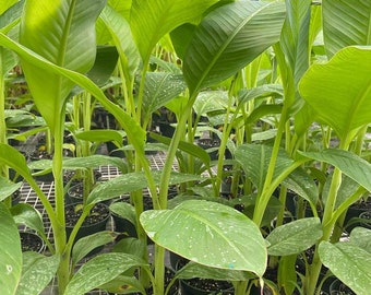 Musa Acuminata - Lacatan Banana Plant -  Grown in 6" Pot