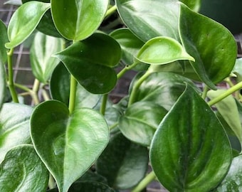 Peperomia nitida Grown in a 6" Pot