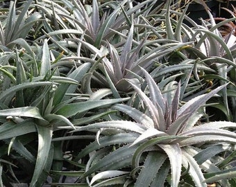 Dyckia Nickel Silver Bromeliad 6" Pot