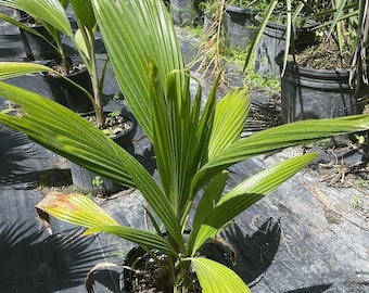 Pritchardia pacifica (Fiji Fan Palm) Grown in a 3 Gallon Pot