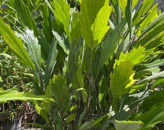 Arenga hookeriana - Hooker's Sugar Palm - Hooker's Fishtail Palm - 15 Gallon Pot